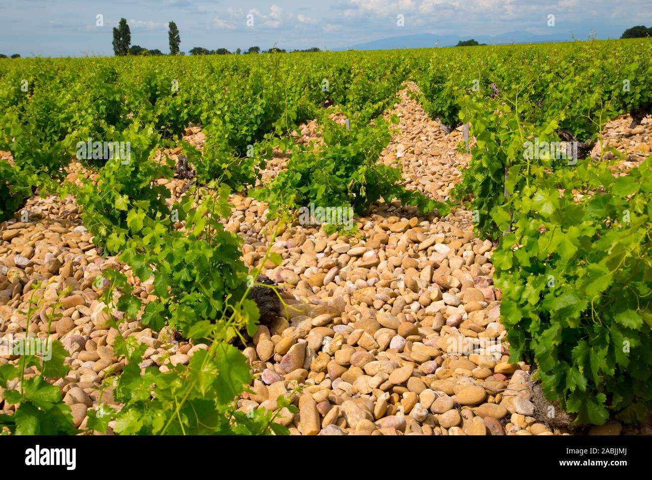 Weinberge in der Region Châteauneuf du Pape in der Vaucluse Region von Frankreich Stockfoto