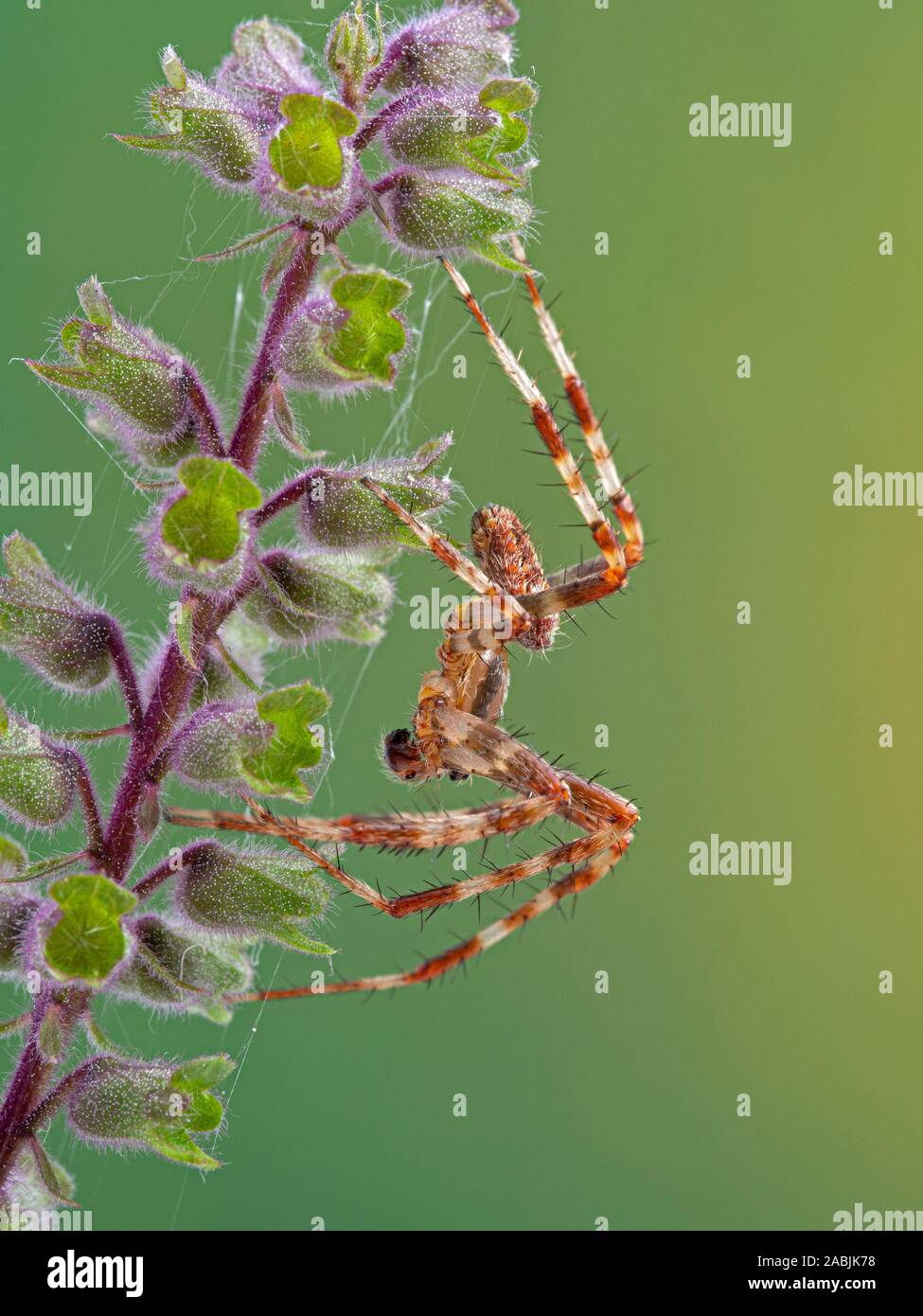 Seitenansicht eines reifen Mannes Kreuz orbweaver Spinne, Araneus diadematus, ruht auf einer Blume. Dieses europäischen Arten wurde in der gesamten Region eingeführt. Stockfoto