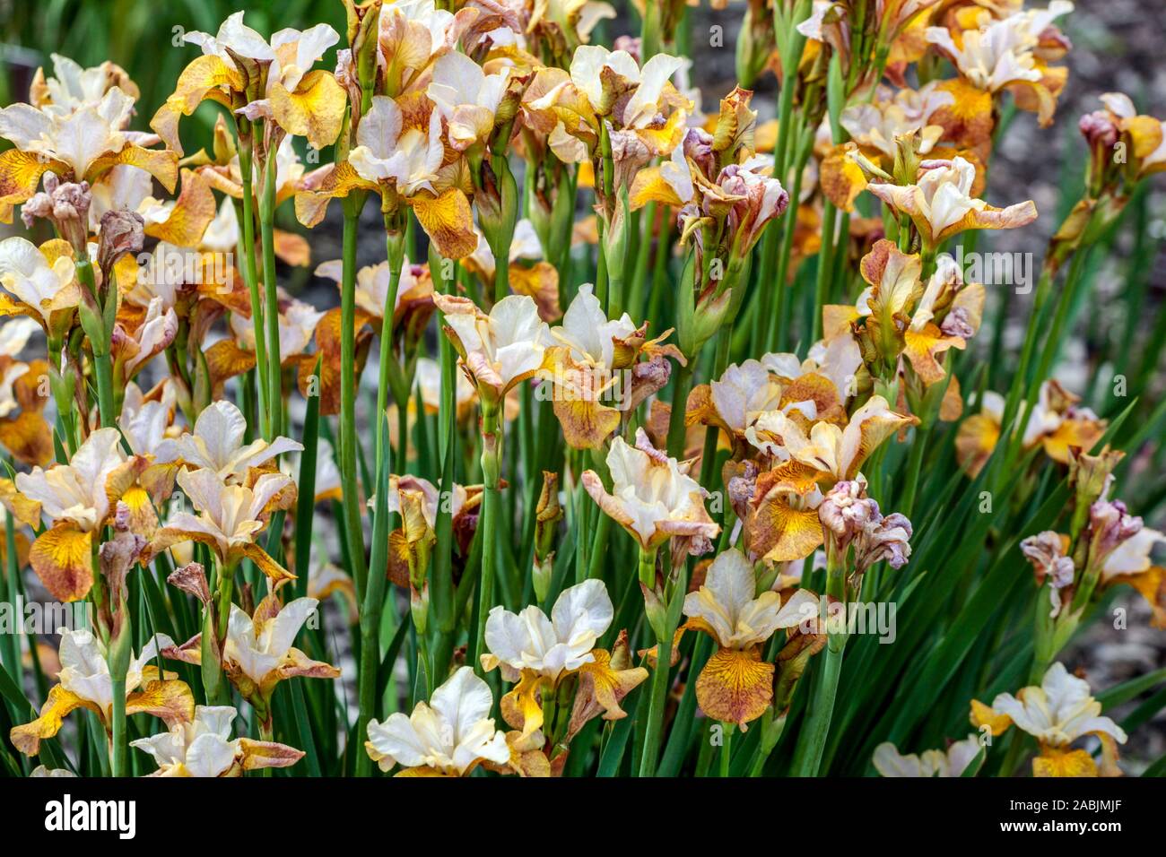 Gelbe Iris sibirica Iriss in voller Blüte Maisibirische Iris Stockfoto