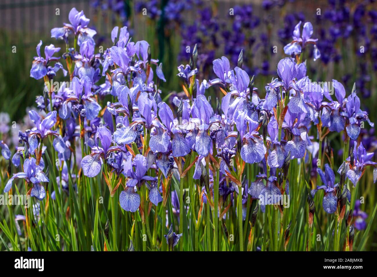 Blue Iris pumila voller Blüte im Mai Stockfoto