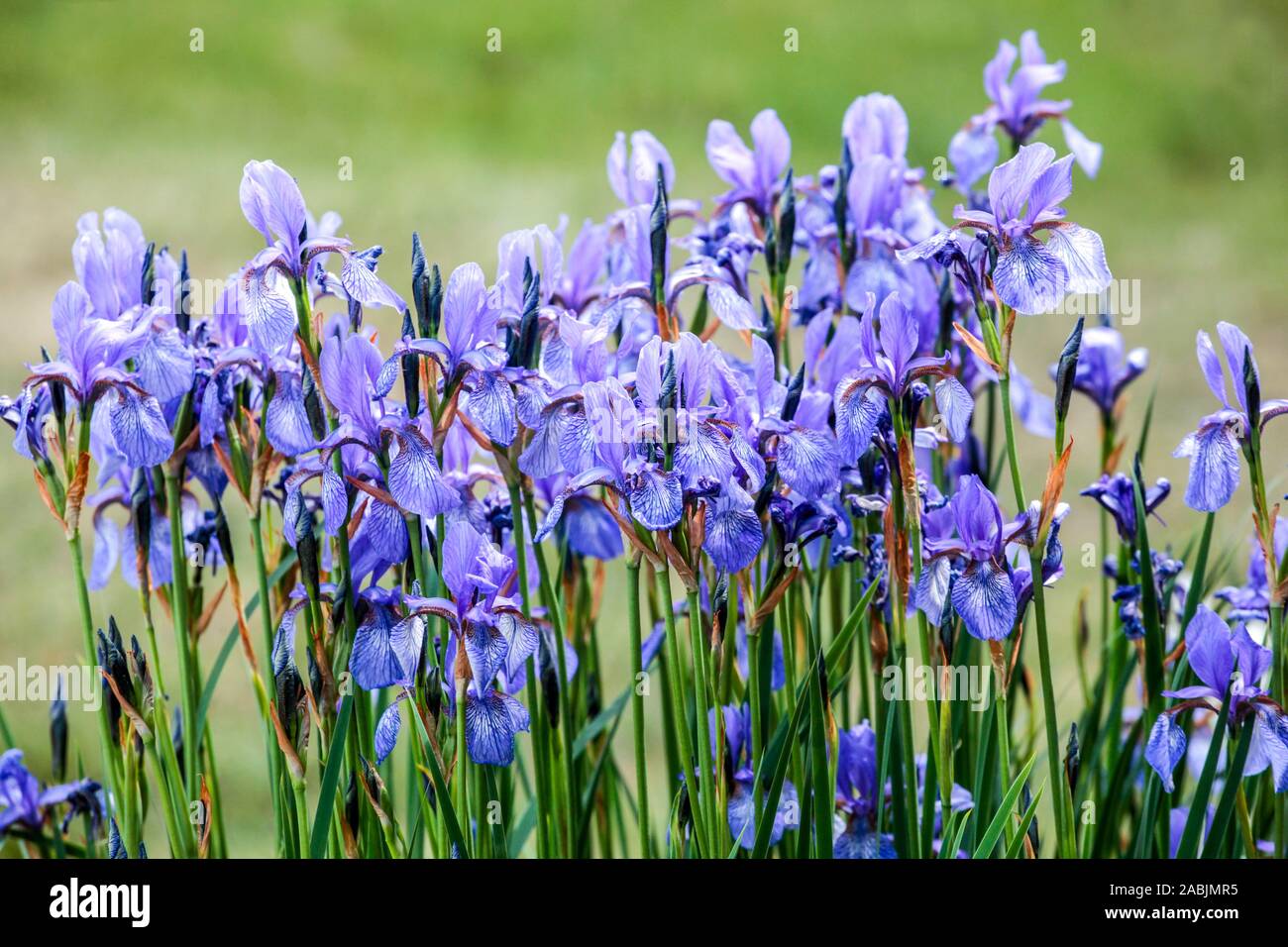 Blaue Iris sibirica blaue Blumen im Garten Stockfoto