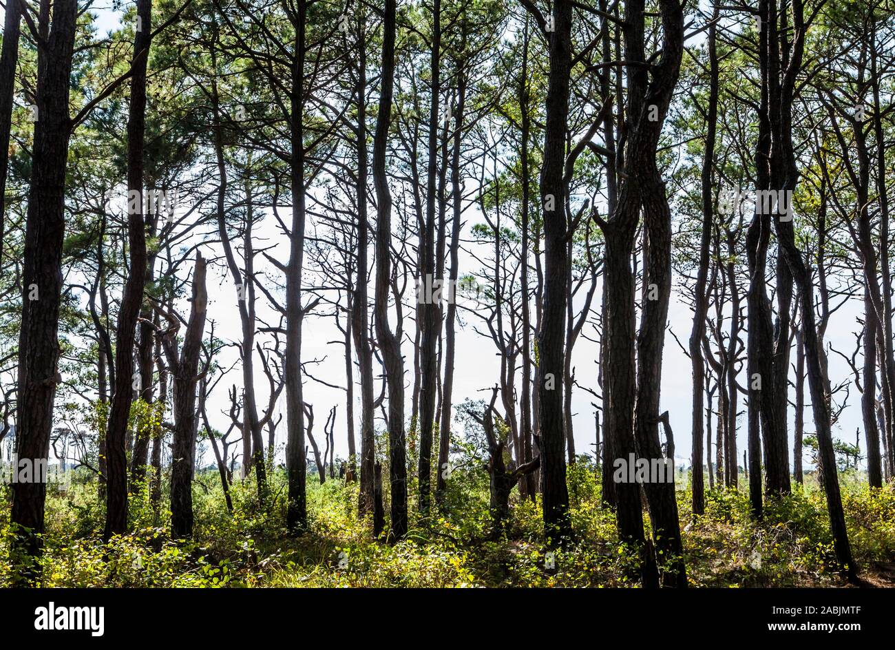 Ein Wald von Loblolly sehnt sich auf einem Spaziergang durch die Natur in Assateague Island National Seashore auf der inneren Bucht, Maryland, USA. Stockfoto