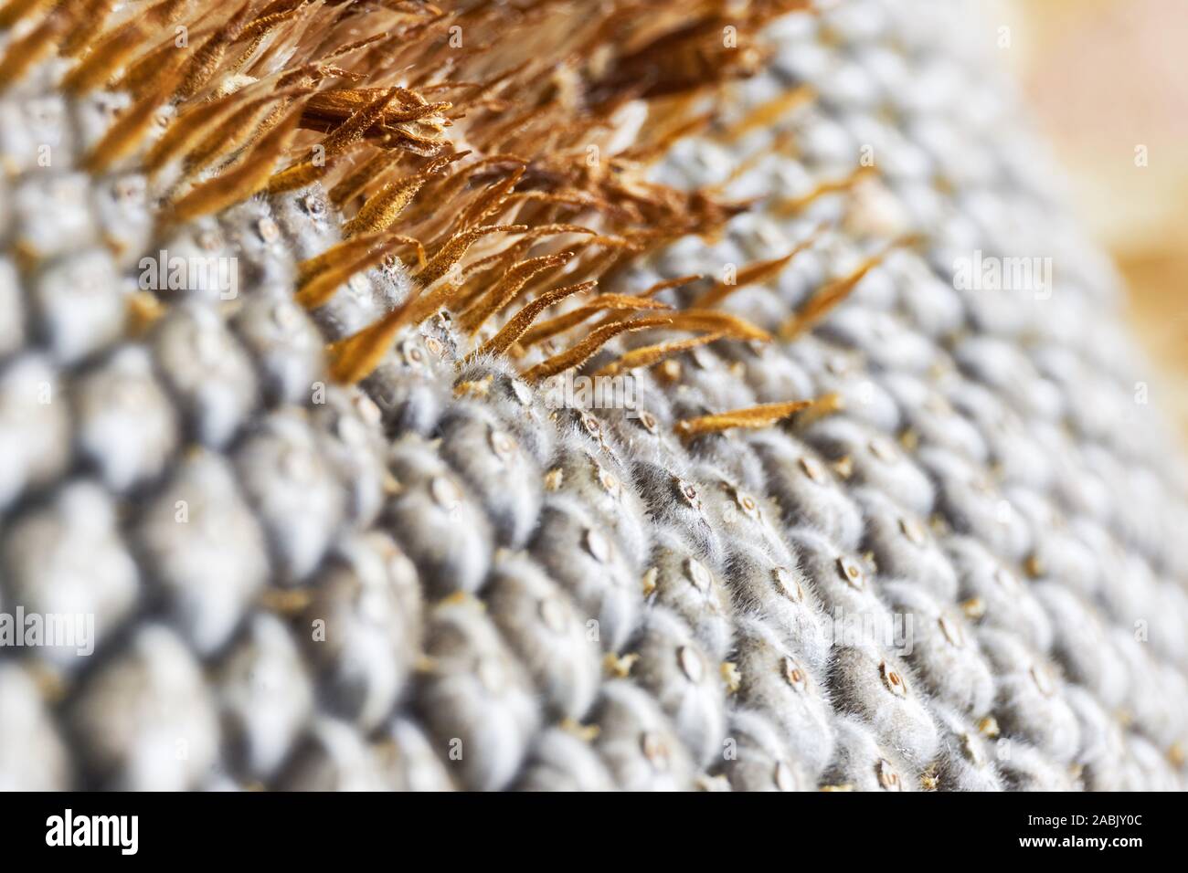 Close-up von Sonnenblumenkernen Muster mit kleinen gelben braune Blätter Stockfoto
