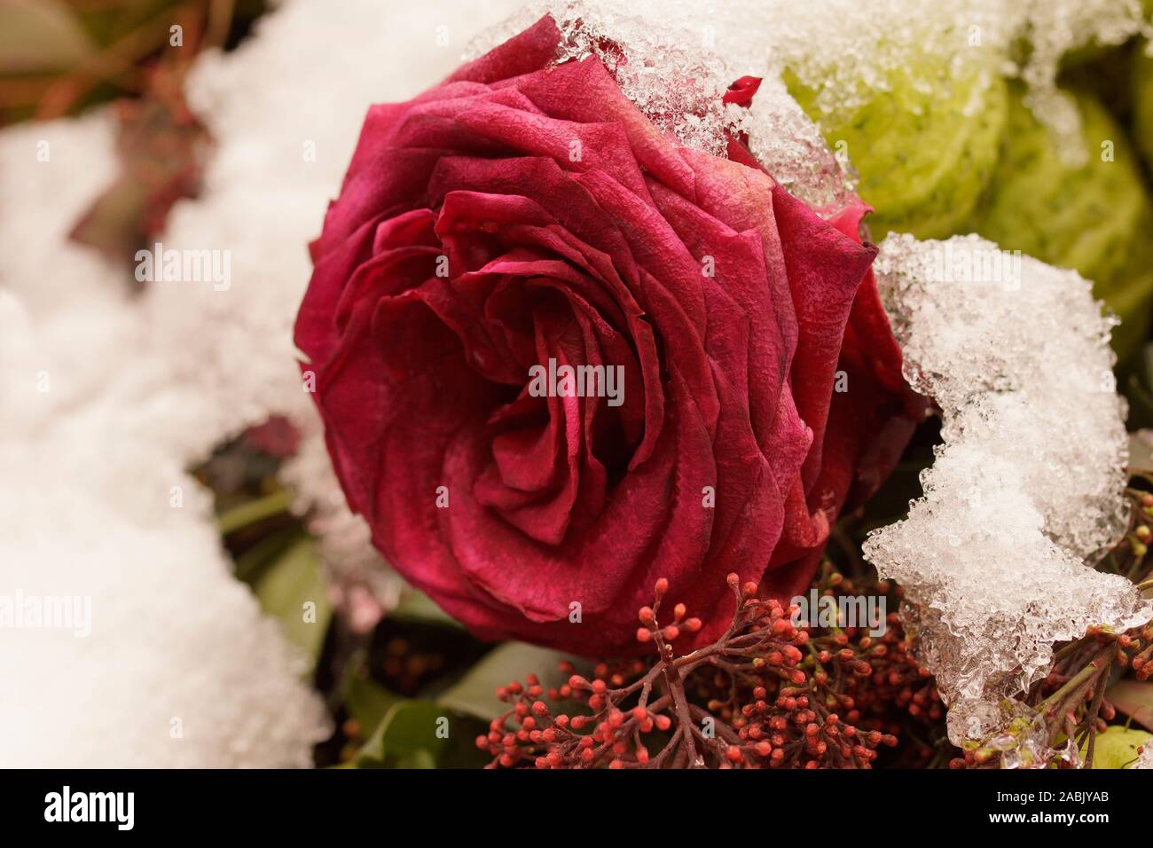 Hier ist dein idealster Preis Rosen gefrostet schnee in vielen Farben  Rabatt-Shop Kostet den ganzen Weg rennosonic.com