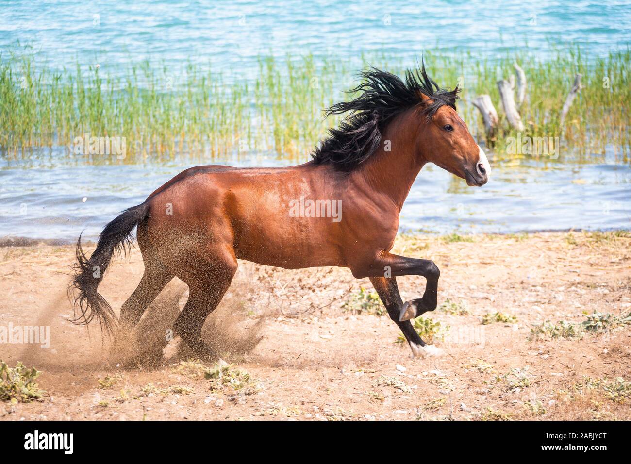 Rahvan Pferd. Bay Stallion läuft neben einem Fluss. Türkei Stockfoto
