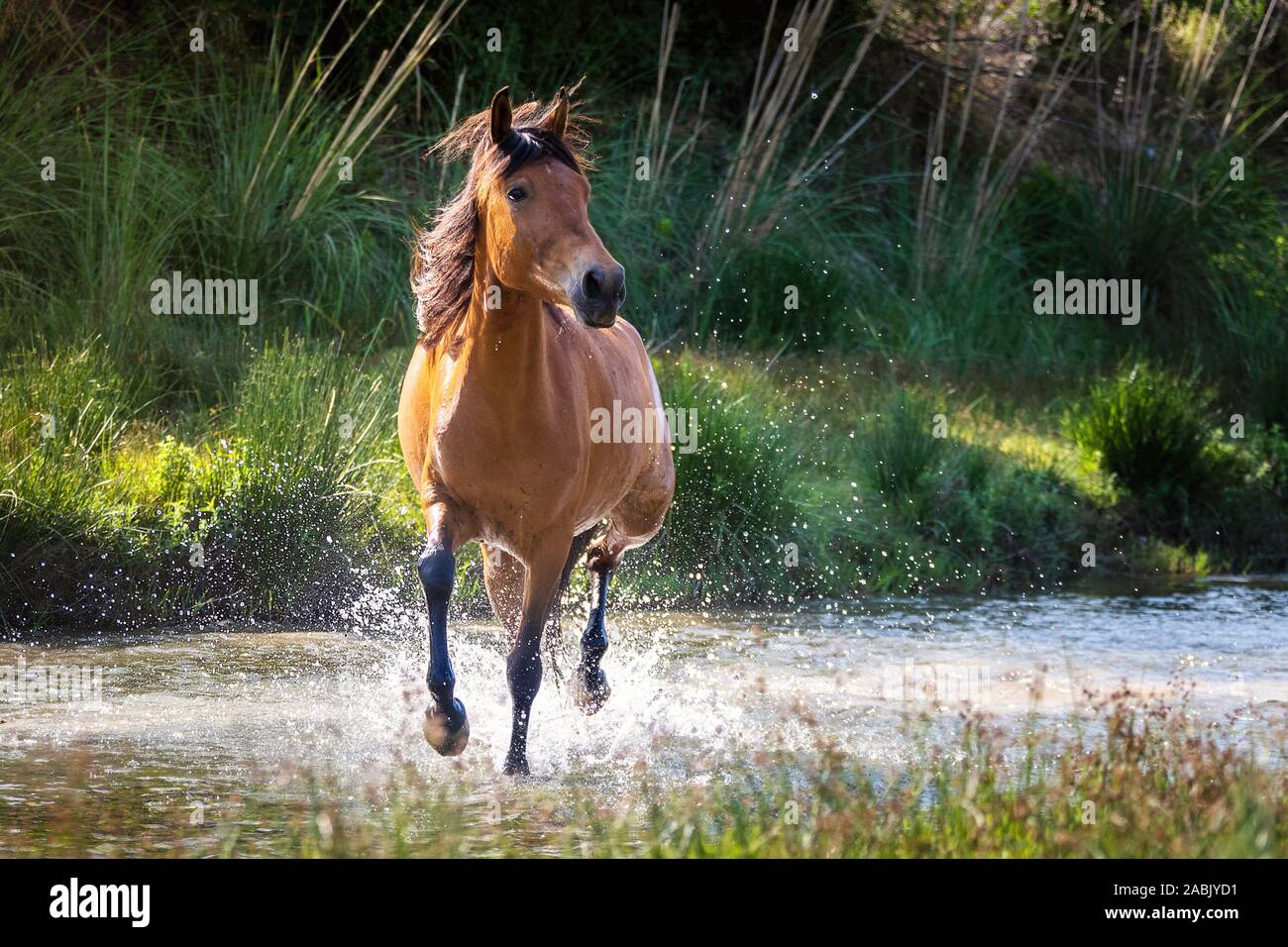 Rahvan Pferd. Juvenile bay Mare im flachen Wasser Trab. Türkei Stockfoto