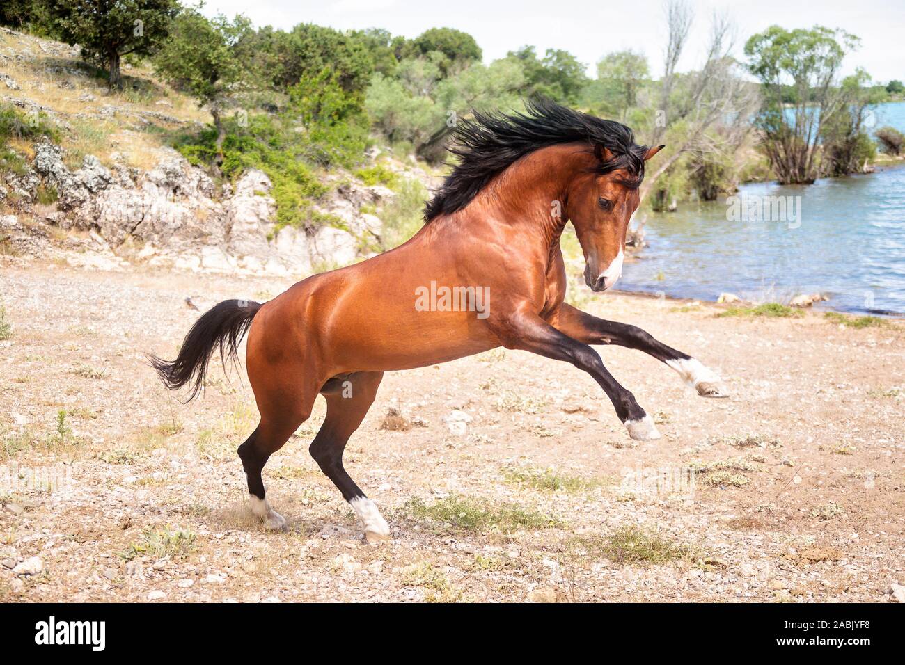Rahvan Pferd. Bay stallion Aufzucht neben einem Fluss. Türkei Stockfoto
