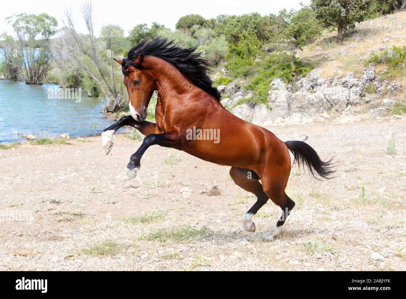 Rahvan Pferd. Bay stallion Aufzucht neben einem Fluss. Türkei Stockfoto