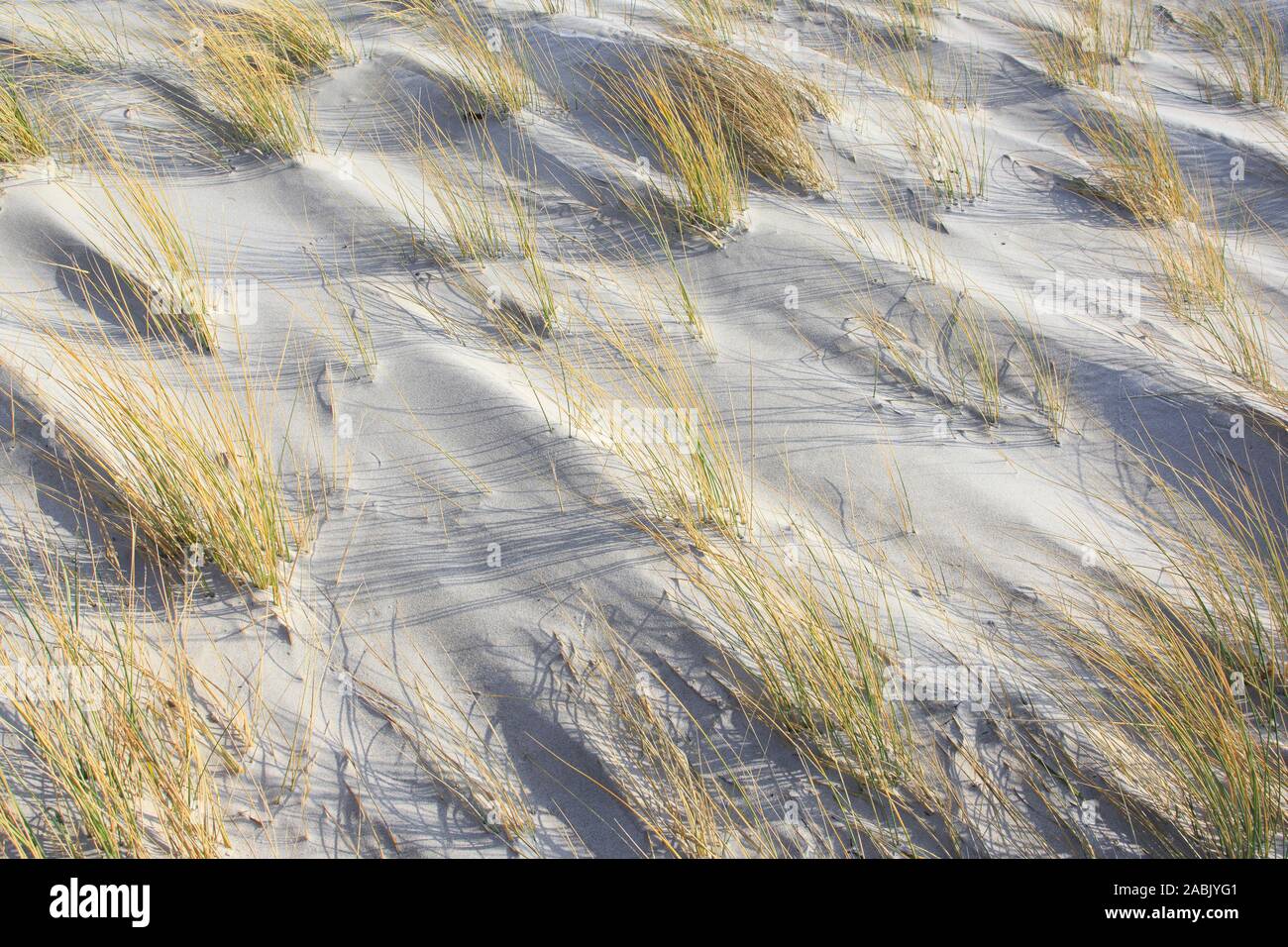 Gras auf einer sandigen, windigen Strand. Helgoland, Deutschland Stockfoto
