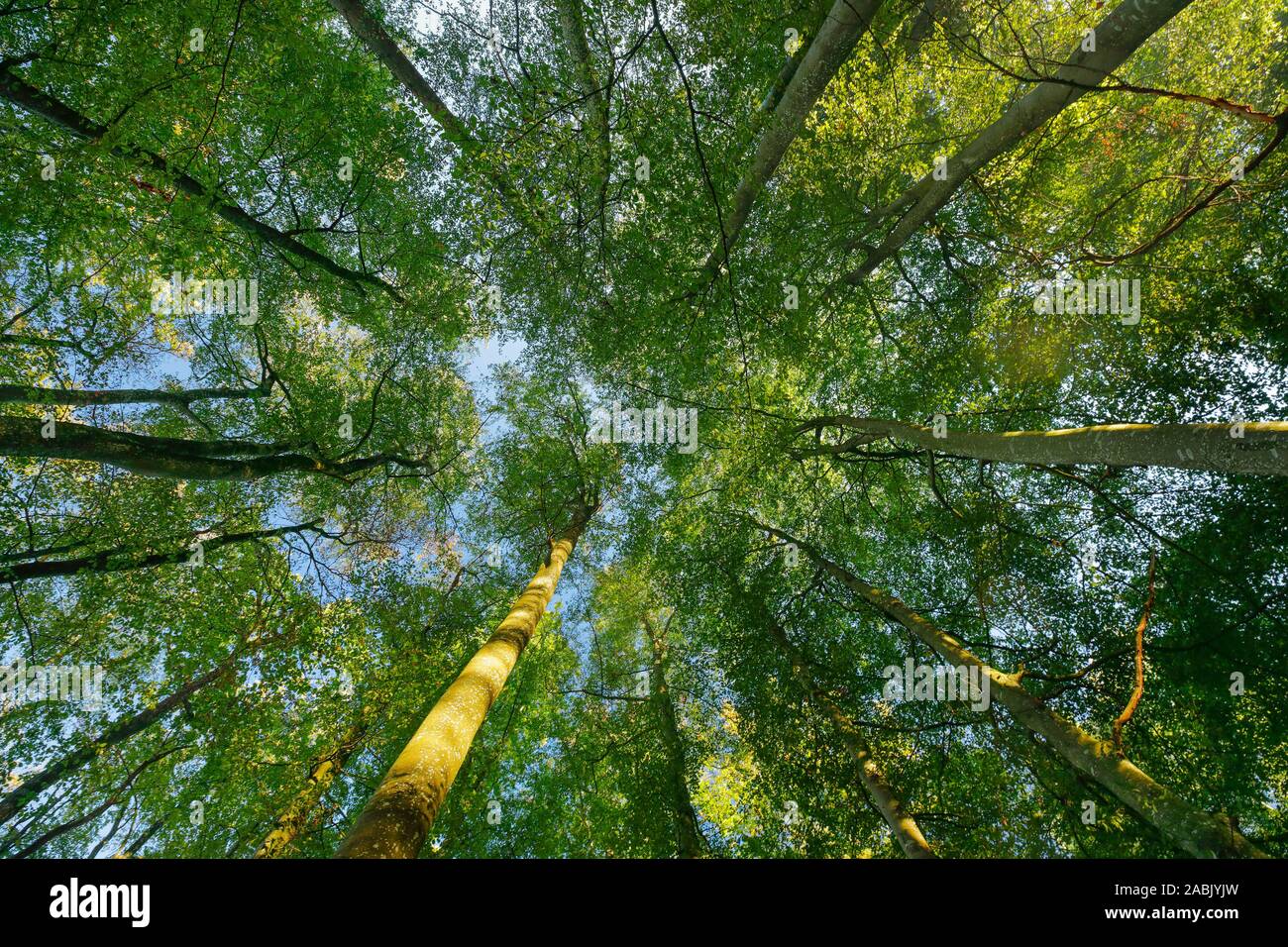 Eiche (Quercus sp.). Ansicht von unten bis in die Baumkronen im Herbst. Schweiz Stockfoto