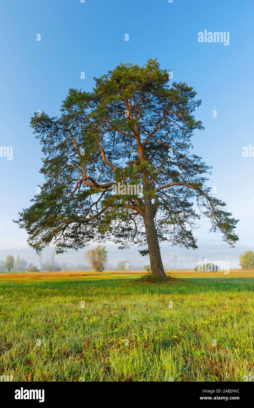 Gemeine Kiefer (Pinus sylvestris), einzelnen Baum. Schweiz Stockfoto