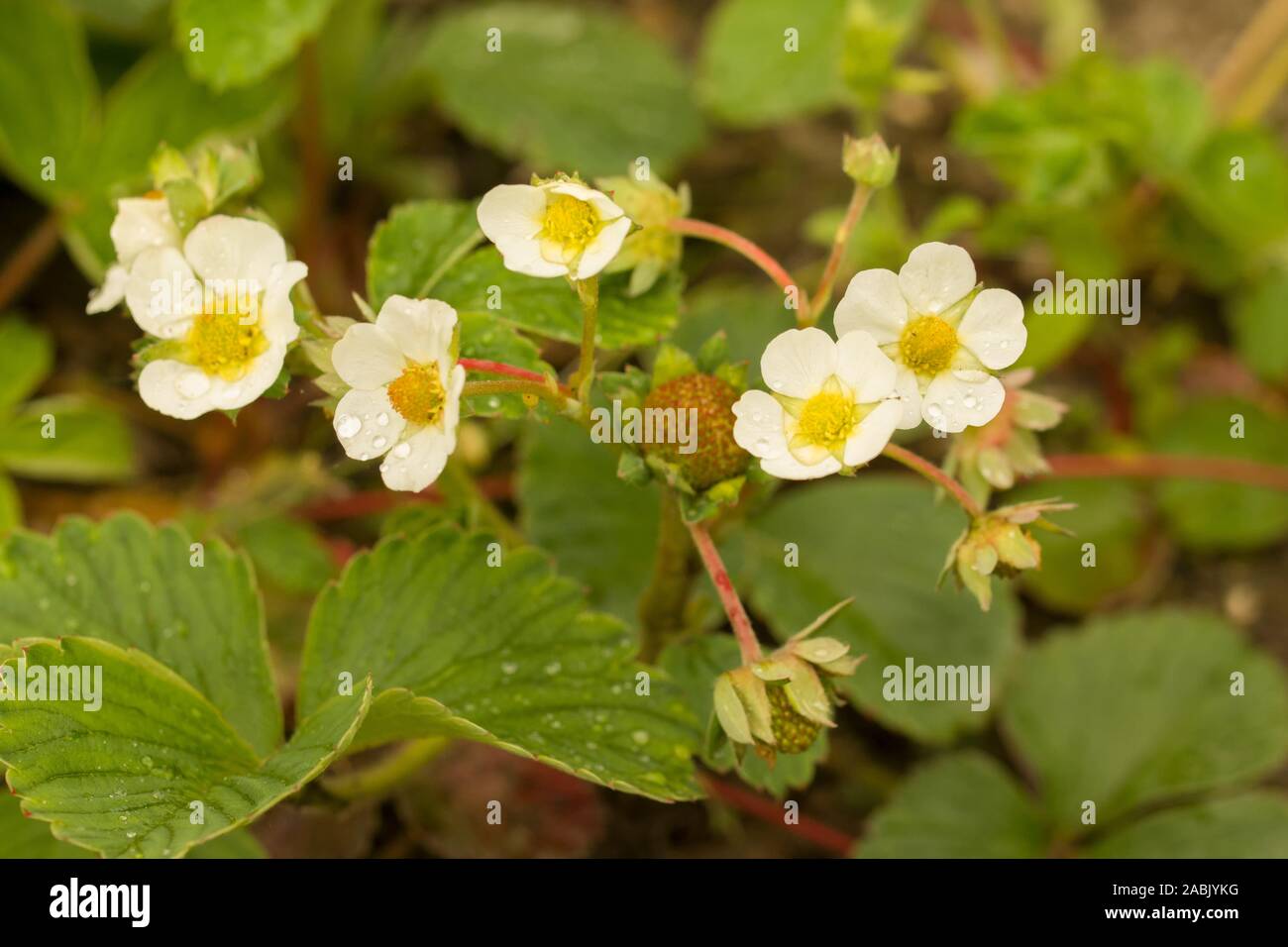 Die Virginia Erdbeere, Wilde Erdbeere, oder gemeinsame Erdbeere (Fragaria virginiana) ist eine der beiden Arten von wilden Erdbeeren, hybridisiert, waren Stockfoto