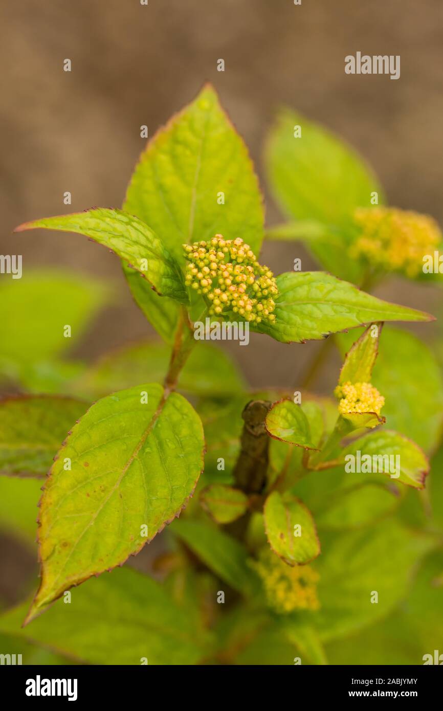 Nahaufnahme auf der jungen Pflanze der japanischen Hydrangea Serrata Oamacha. Eine außergewöhnliche Pflanze als Tee, Zucker ersetzen und in Ritualen in Japan verwendet wird. - Frühe Stockfoto