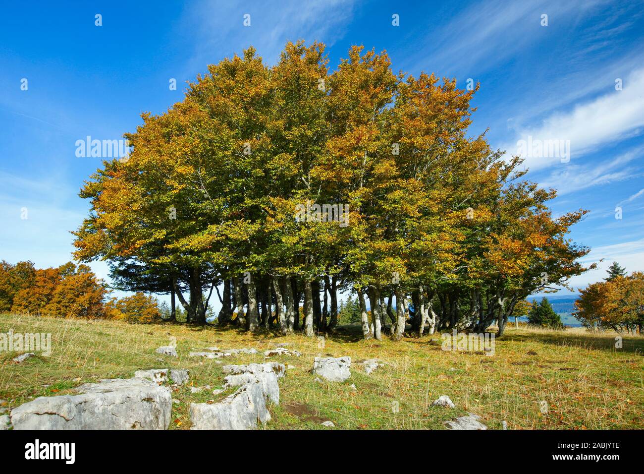 Die Buche (Fagus sylvatica). Eine Gruppe von Buchen. Neuchatel, Schweiz. Stockfoto