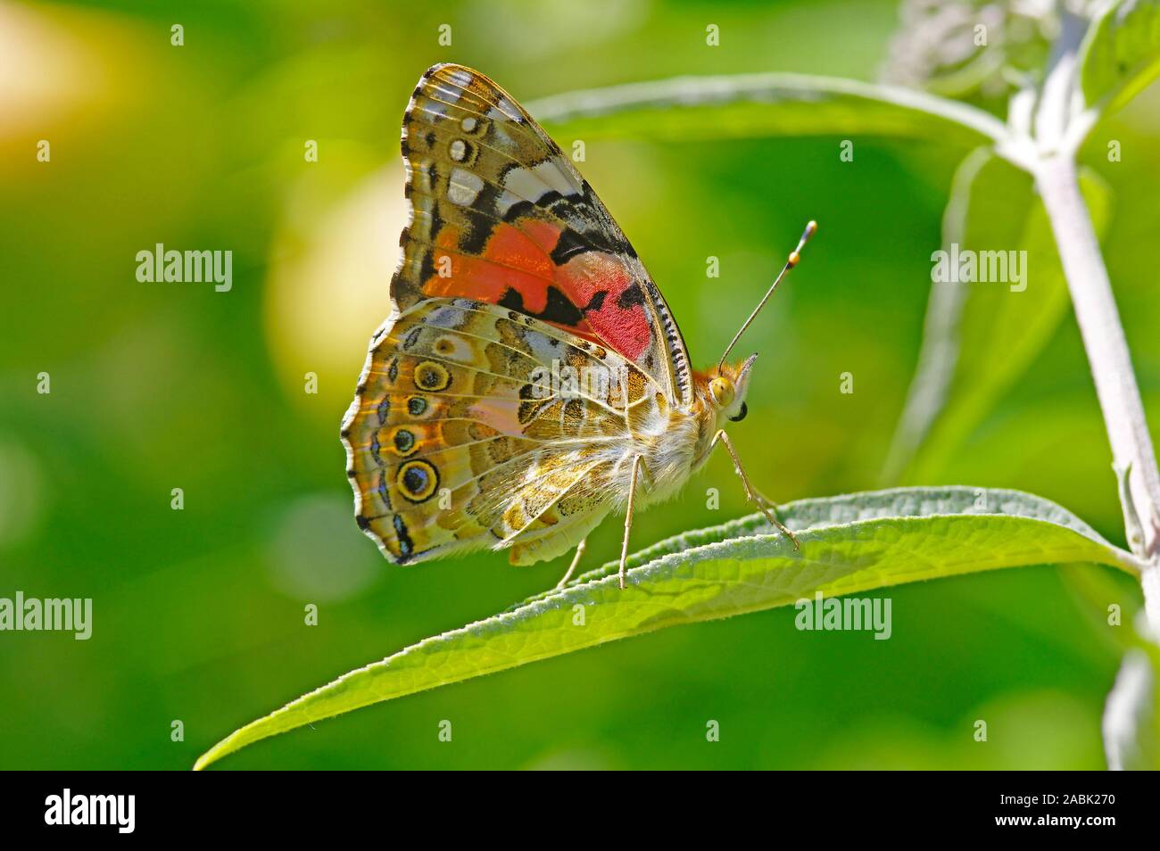 Painted Lady Thistle Butterfly (Vanessa cardui, Cynthia cardui). Schmetterling Schmetterling fresting auf Bush (sommerflieder Davidii). Deutschland Stockfoto