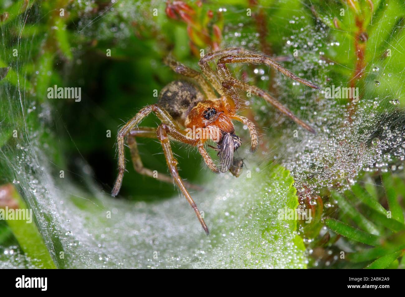 Einen Trichter Weaver (Histopona sp) hat Beute am Rande der Trichter gefangen und fängt an, sie zu essen. Deutschland.. Stockfoto