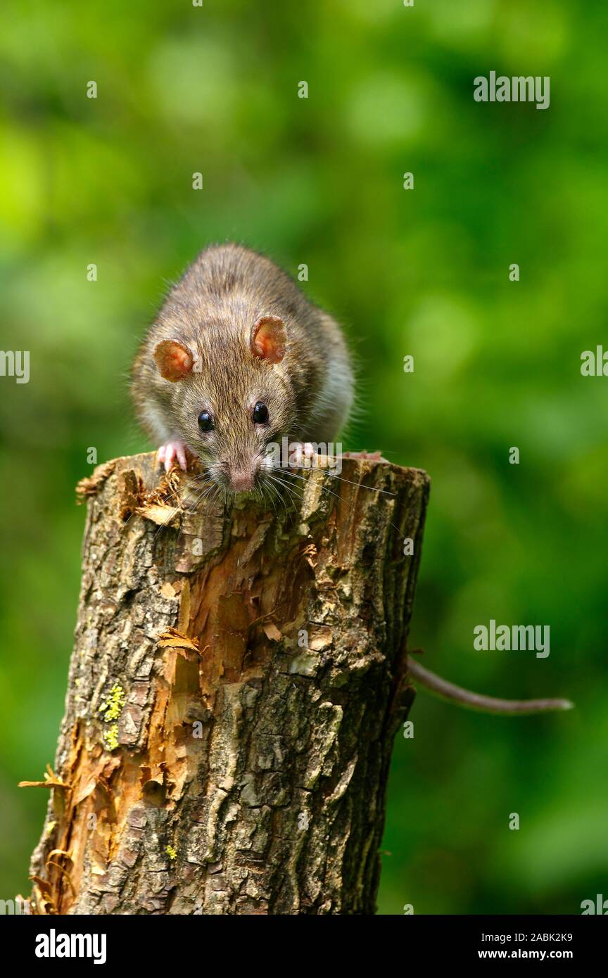 Die Ratte Stockfotos und bilder Kaufen Alamy