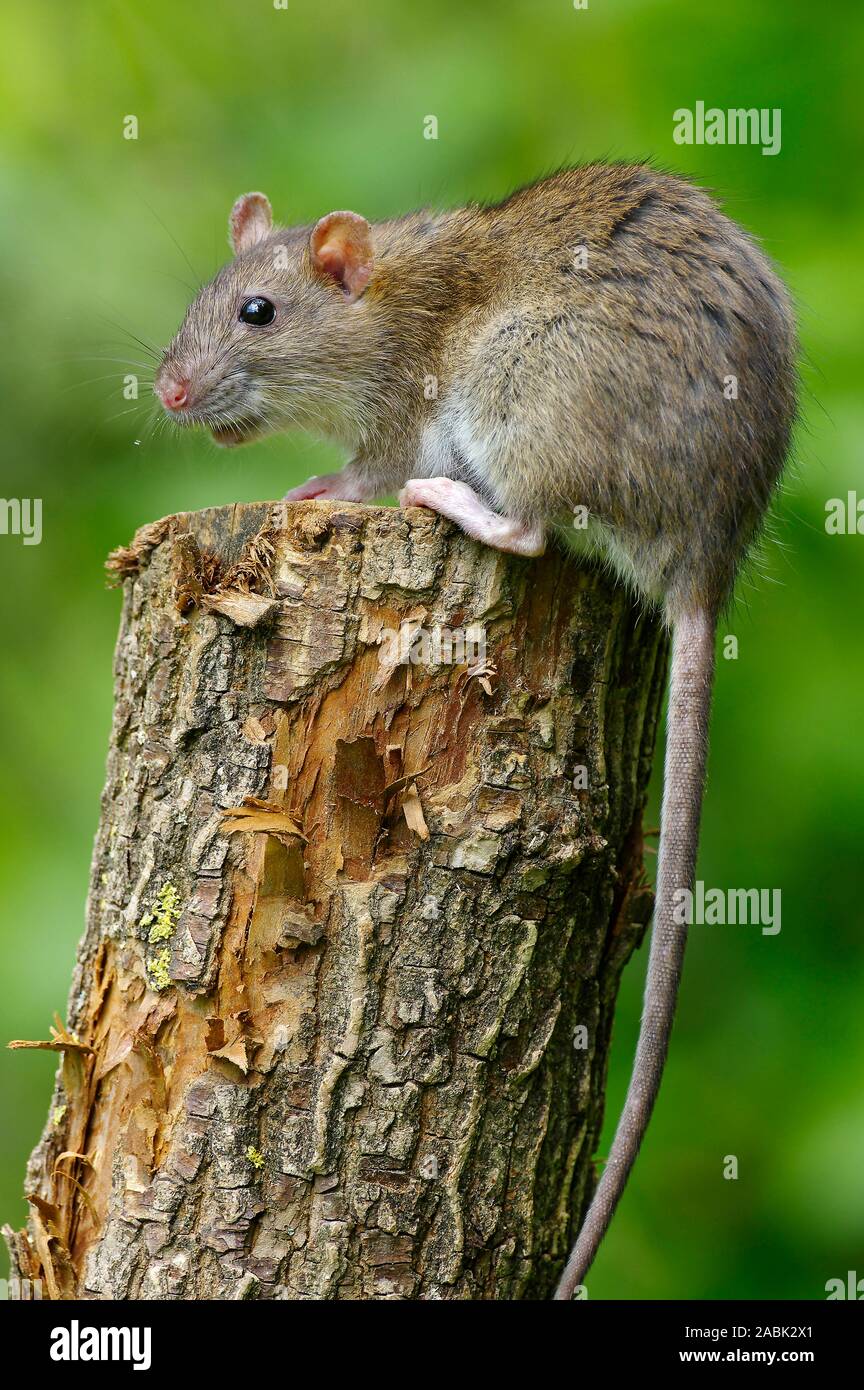 Braune Ratte (Rattus norvegicus). Erwachsenen auf einem Baumstumpf. Deutschland Stockfoto