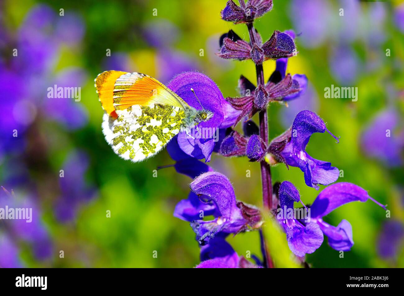 Orange Tip (Anthocharis cardamines). Männchen auf Wiese Salbei Blüte. Schweiz Stockfoto