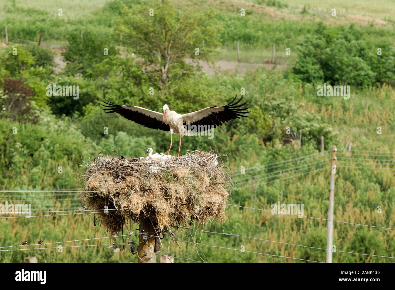 Weißstorch (Ciconia ciconia) Landung auf seinem Nest, die auf einem metallpfosten am Rande eines kleinen Dorfes in Bulgarien gebaut ist Stockfoto