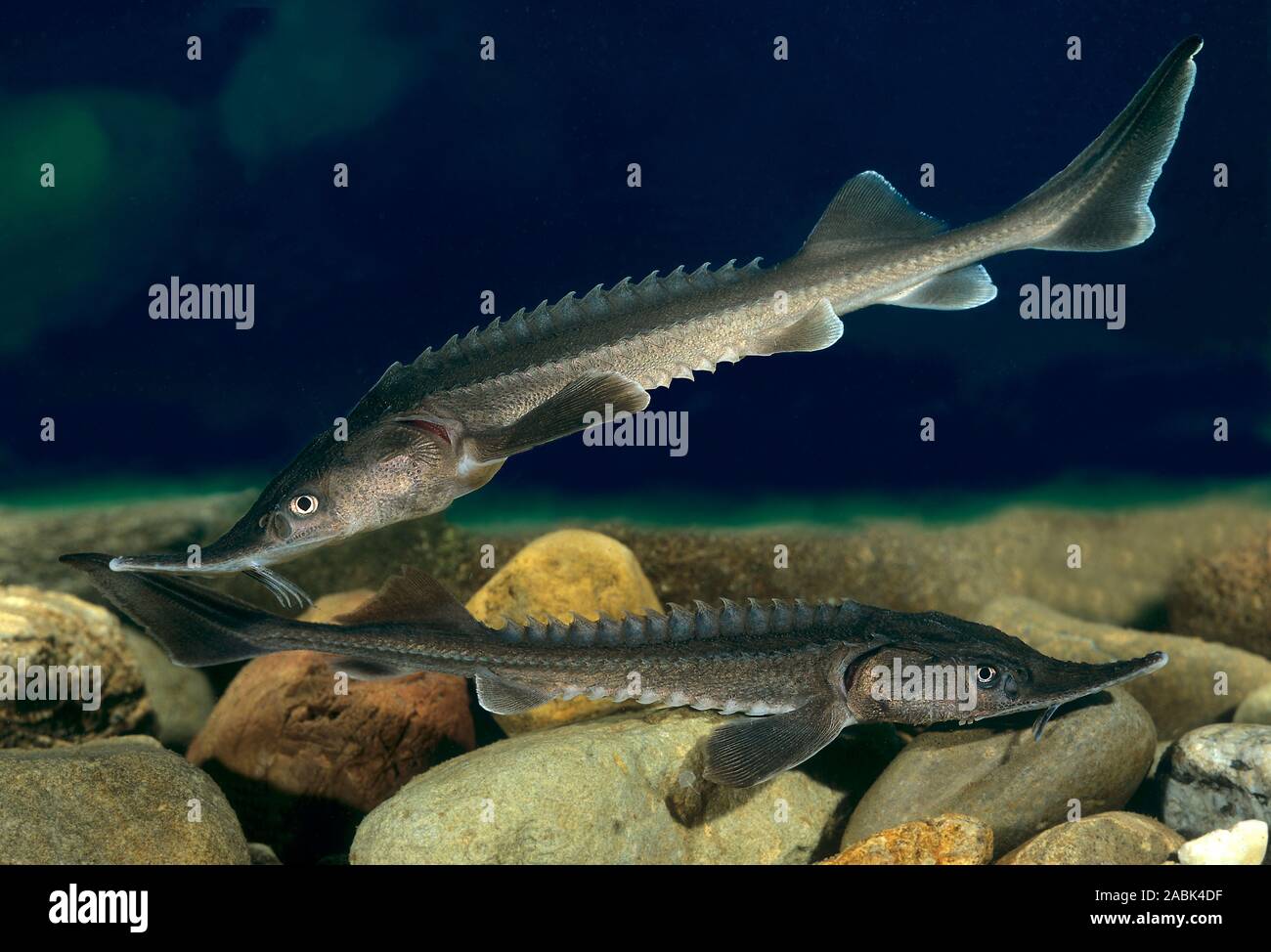 Sterlet (Acipenser ruthenus). Juvenile Fische schwimmen unter Wasser. Deutschland Stockfoto