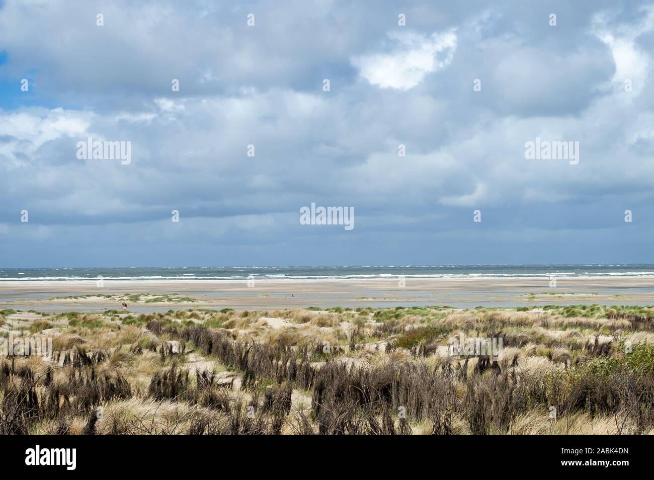 Dünen mit marram Gras auf der Insel Borkum, Niedersachsen, Deutschland. Die Zäune von Willow Zweige sind Dünen von Wasser und Wind zu schützen. Stockfoto