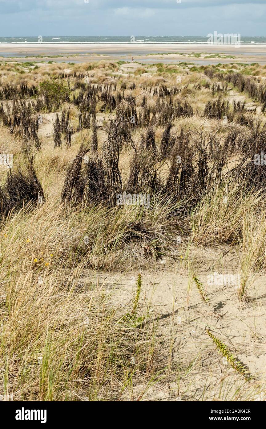 Dünen mit Dünengebieten Gras- und Willow Zweig Zäune auf der Insel Borkum, Niedersachsen, Deutschland. Stockfoto