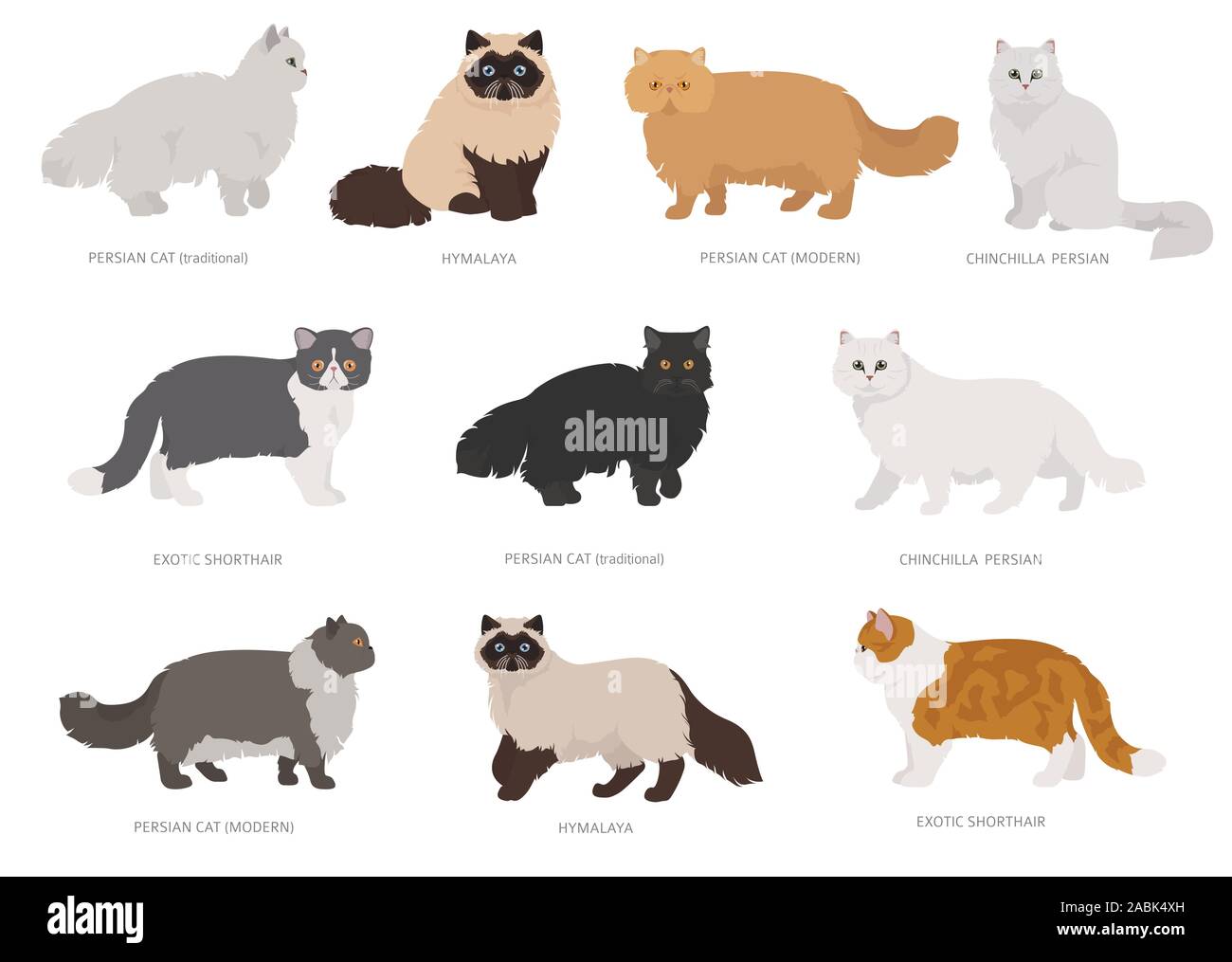 Persischer Langhaar Katzen Art. Katze Rassen und Mischlinge Sammlung auf Weiß isoliert. Flat Style eingestellt. Vector Illustration Stock Vektor