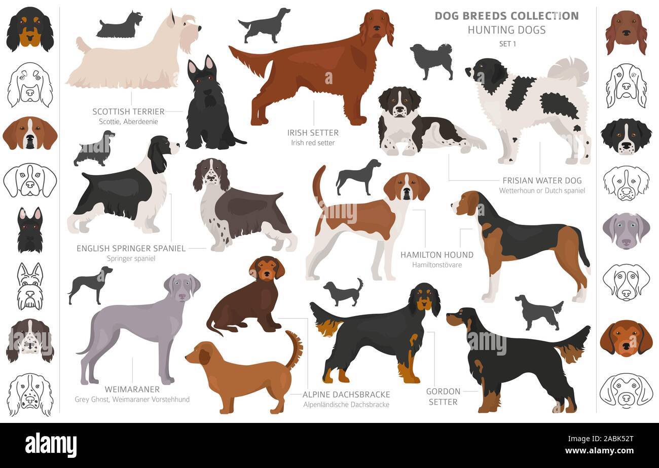 Jagdhunde Sammlung auf weißem Clipart isoliert. Flat Style. Andere Farbe, Porträts und Silhouetten. Vector Illustration Stock Vektor Jagdhunde Sammlung auf weißem Clipart isoliert. Flat Style. Andere Farbe, Porträts und Silhouetten. Vector Illustration Stock Vektor