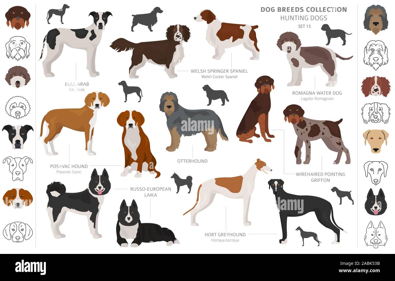 Jagdhunde Sammlung auf weißem Clipart isoliert. Flat Style. Andere Farbe, Porträts und Silhouetten. Vector Illustration Stock Vektor