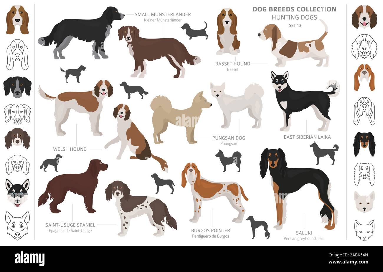 Jagdhunde Sammlung auf weißem Clipart isoliert. Flat Style. Andere Farbe, Porträts und Silhouetten. Vector Illustration Stock Vektor