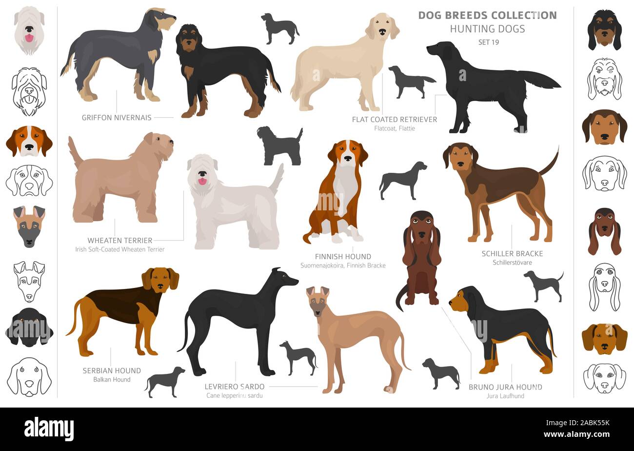 Jagdhunde Sammlung auf weißem Clipart isoliert. Flat Style. Andere Farbe, Porträts und Silhouetten. Vector Illustration Stock Vektor