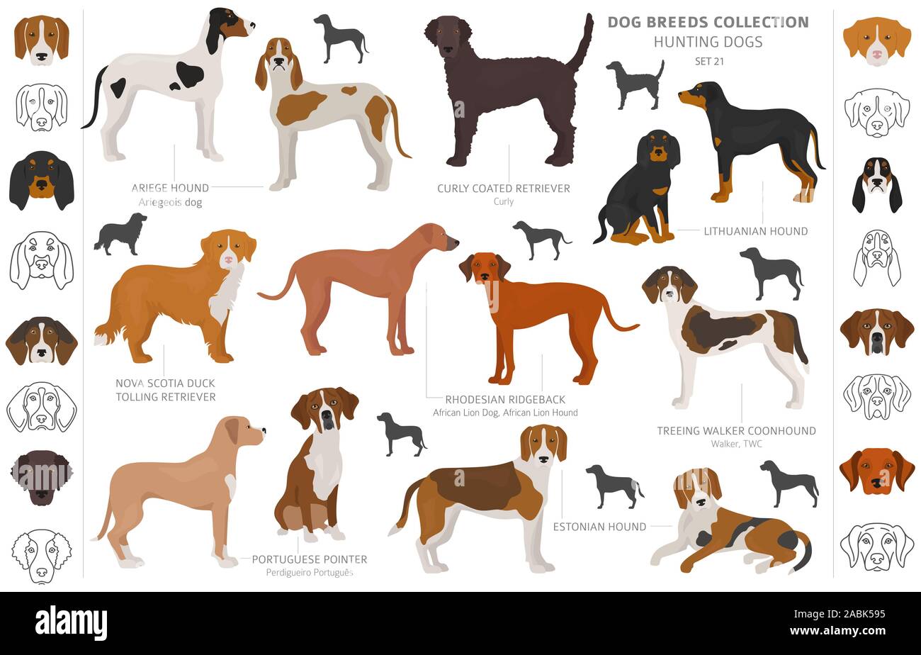 Jagdhunde Sammlung auf weißem Clipart isoliert. Flat Style. Andere Farbe, Porträts und Silhouetten. Vector Illustration Stock Vektor