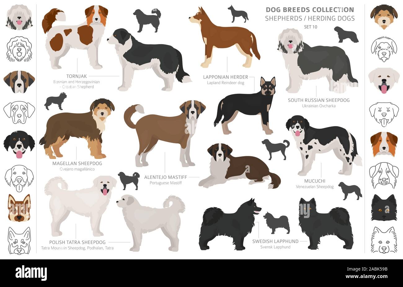 Hirten- und Hütehunde Sammlung auf Weiß isoliert. Flat Style. Andere Farbe und Herkunftsland. Vector Illustration Stock Vektor