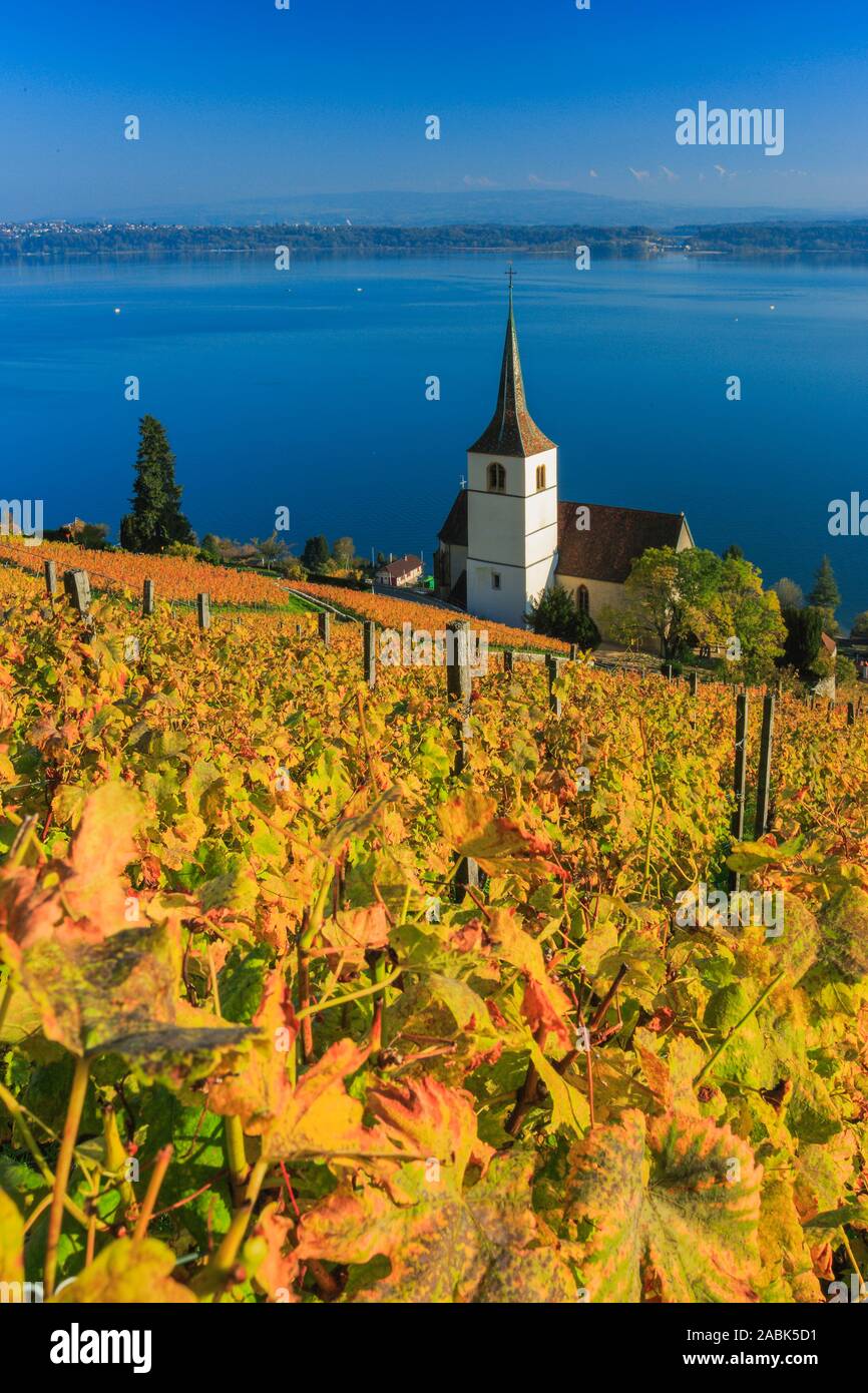 Kirche und Weinbergen am Dorf Ligerz am Bielersee im Herbst. Bern, Schweiz Stockfoto