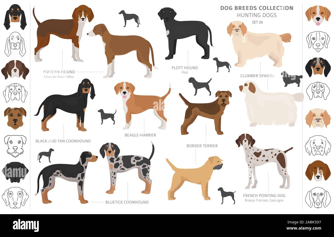 Jagdhunde Sammlung auf weißem Clipart isoliert. Flat Style. Andere Farbe, Porträts und Silhouetten. Vector Illustration Stock Vektor