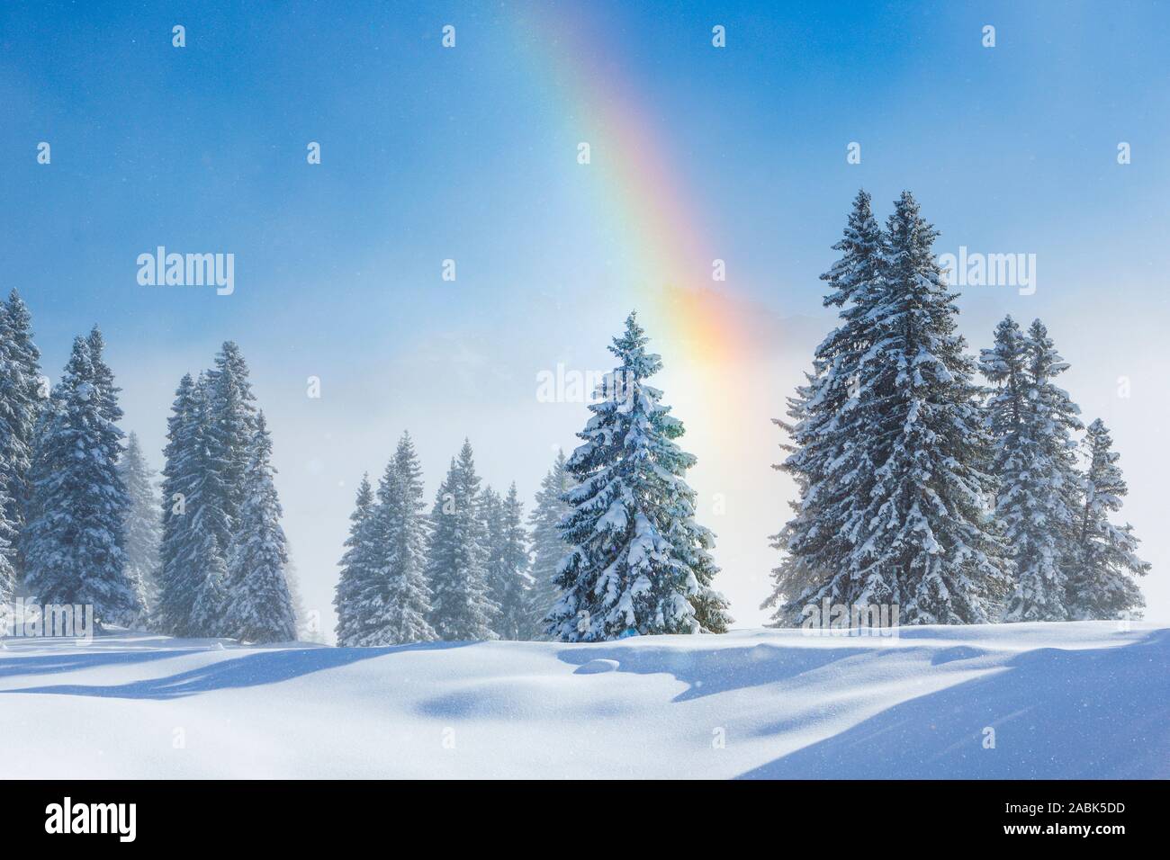 Verschneite Tannen mit Regenbogen, Schweiz Stockfoto