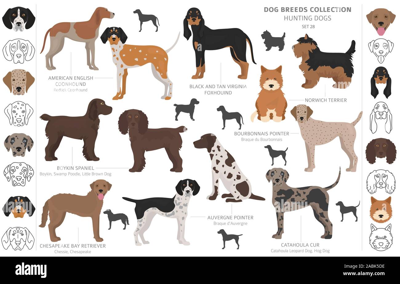 Jagdhunde Sammlung auf weißem Clipart isoliert. Flat Style. Andere Farbe, Porträts und Silhouetten. Vector Illustration Stock Vektor