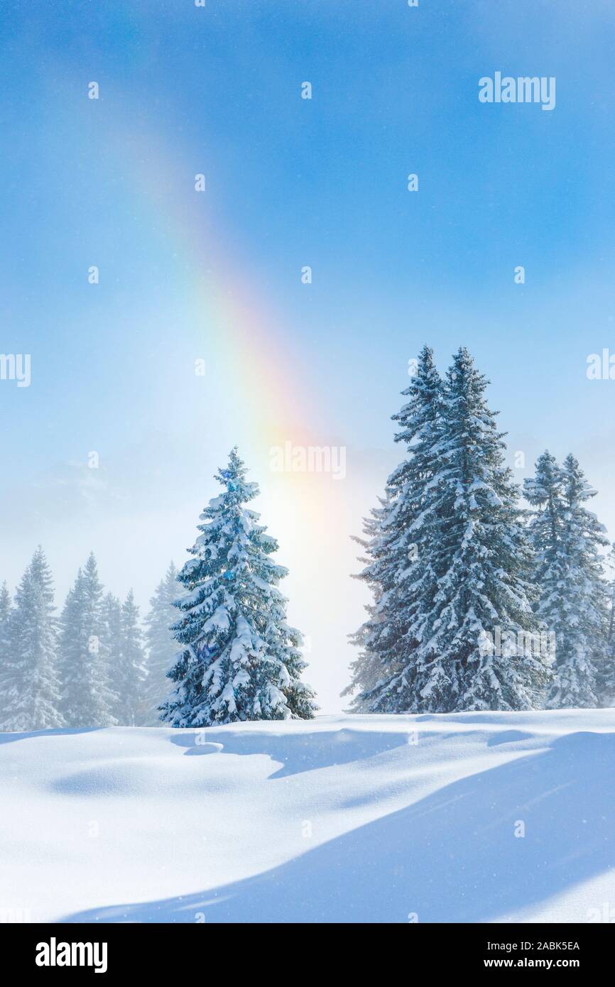Verschneite Tannen mit Regenbogen, Schweiz Stockfoto