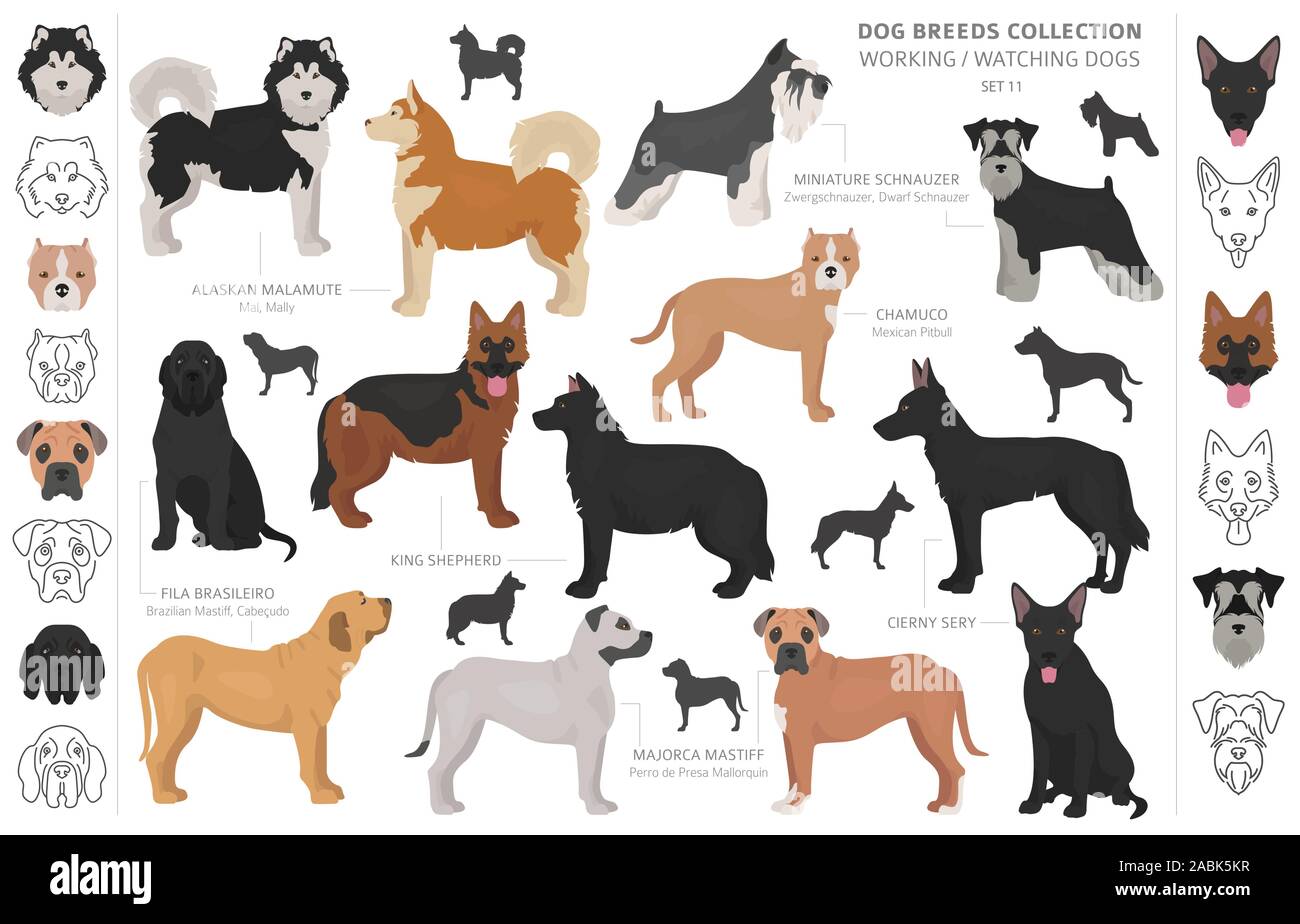 Arbeiten, Service und beobachten Hunde Sammlung isoliert auf Weiss. Flat Style. Andere Farbe und Herkunftsland. Vector Illustration Stock Vektor