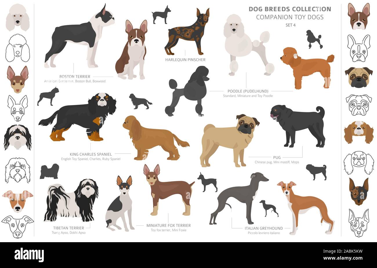 Begleiter und Miniatur Spielzeug hunde Sammlung auf Weiß isoliert. Flat Style. Andere Farbe und Herkunftsland. Vector Illustration Stock Vektor