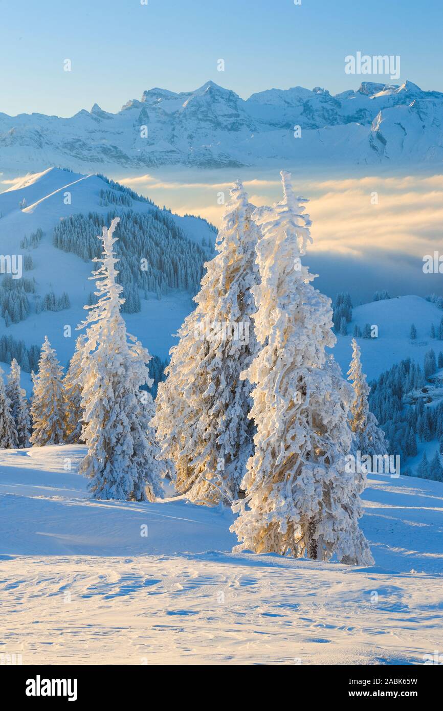 Ausblick von der Rigi im Winter. Schwyz, Schweiz. Stockfoto