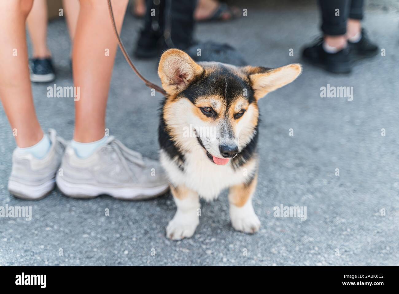 Tricolor Welsh Corgi Welpen ist sitzend zu den Füßen seines Meisters. Der Hund ist sehr lustig und nett. Bild horizontal Stockfoto