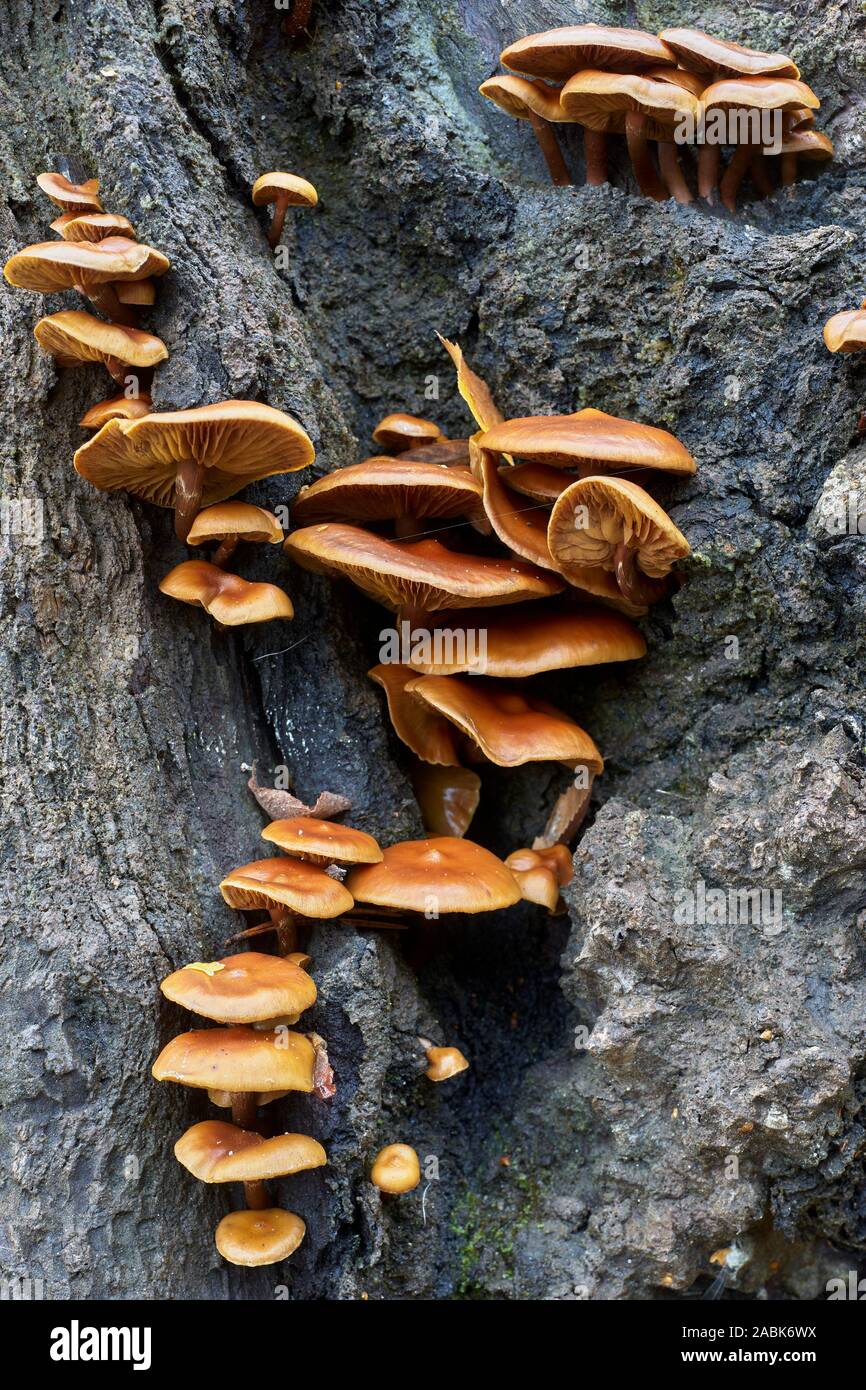 Pilze, möglich samt Schaft, Flammulina velutipes, auf toten Baumstamm, Glen Affric, Inverness, Highland, Schottland Stockfoto