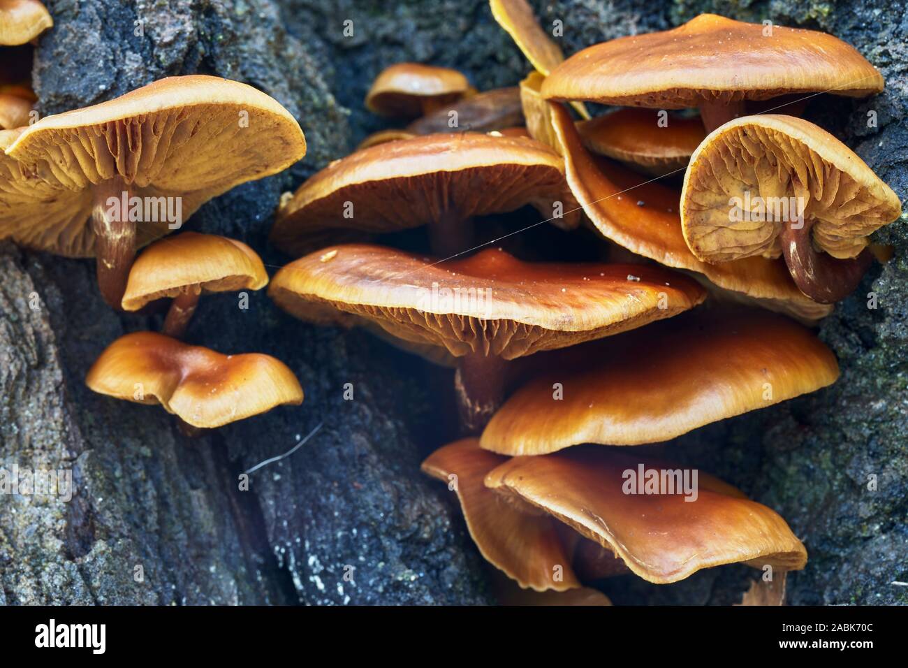 Pilze, möglich samt Schaft, Flammulina velutipes, auf toten Baumstamm, Glen Affric, Inverness, Highland, Schottland Stockfoto
