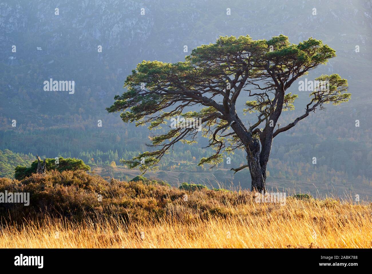 Ein einsamer Scots Pine Tree im Glen Affric, Inverness, Highland, Schottland Stockfoto