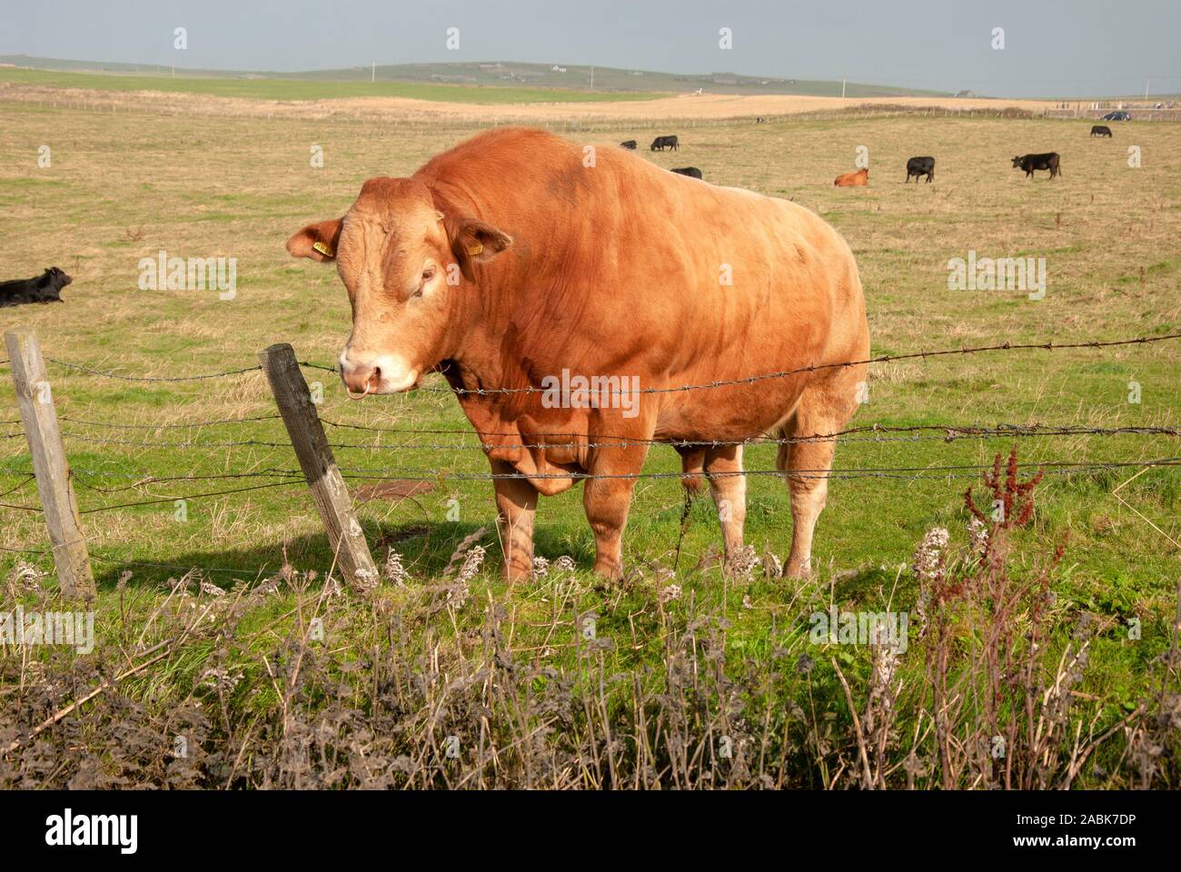 Red Angus Breed Stier stehend an Stacheldraht zaun Birsay Festland den Orkney Inseln Schottland United Kingdom linke Ansicht reife rote Angus Rind Stockfoto