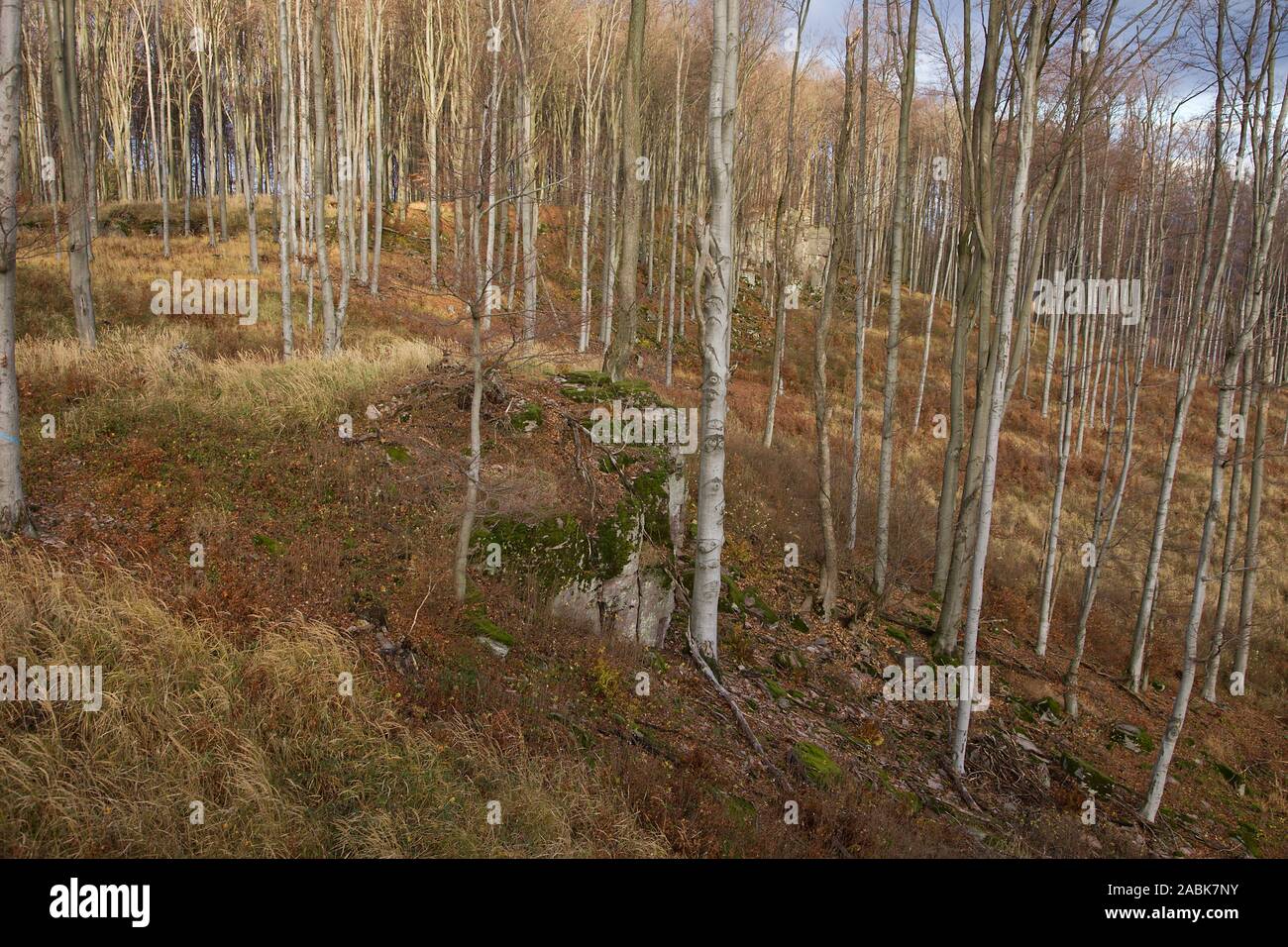 Buche Wald mit riesigen Felsen, Slowakei Stockfoto