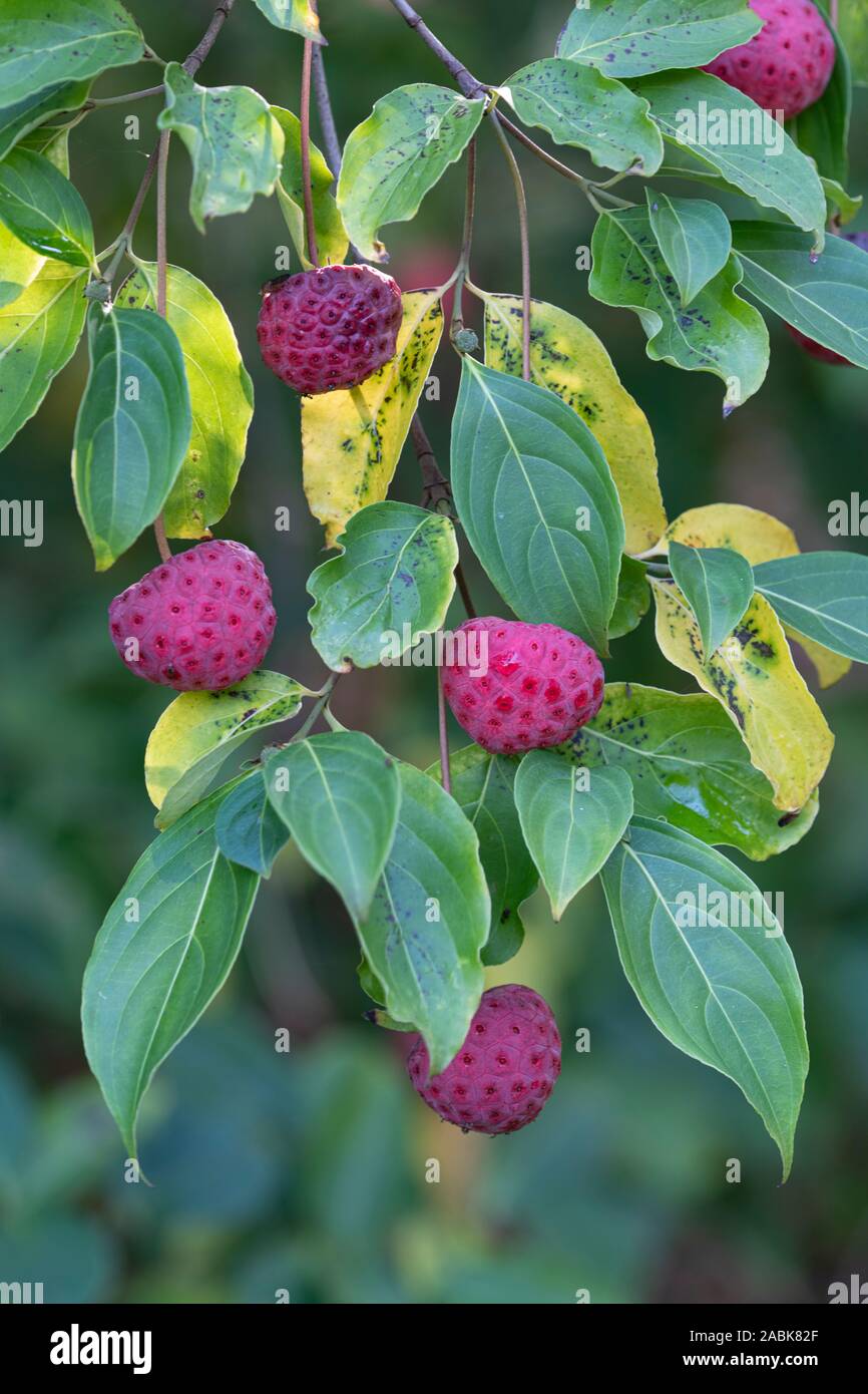 Cornus strauch Fotos und Bildmaterial in hoher Auflösung Alamy