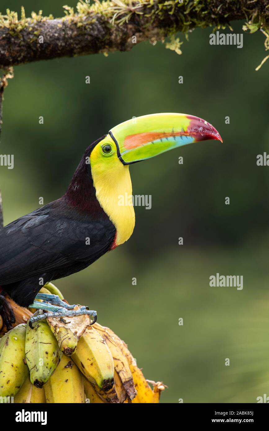 Keel Billed Toucan: Ramphastos sulfuratus. Costa Rica. Stockfoto